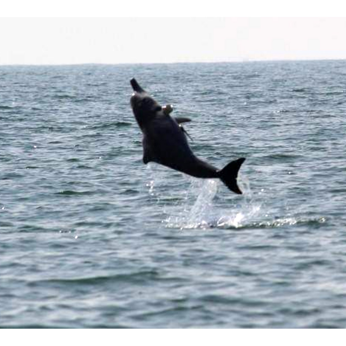 Свинцовый дельфин (Sousa plumbea) Фото №2