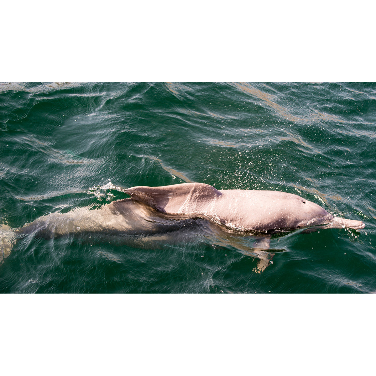 Свинцовый дельфин (Sousa plumbea) Фото №3