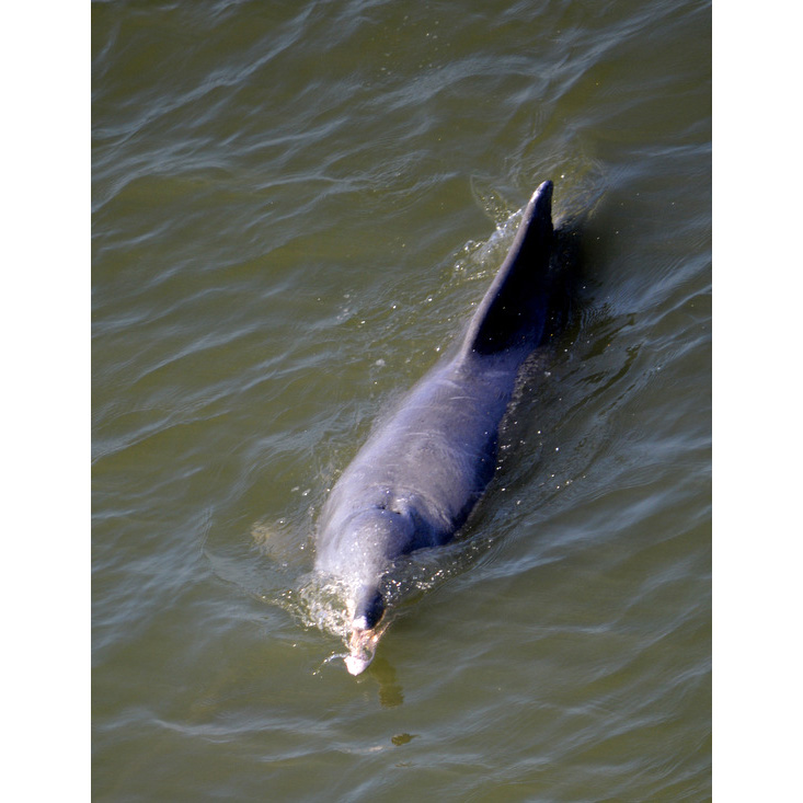 Свинцовый дельфин (Sousa plumbea) Фото №4