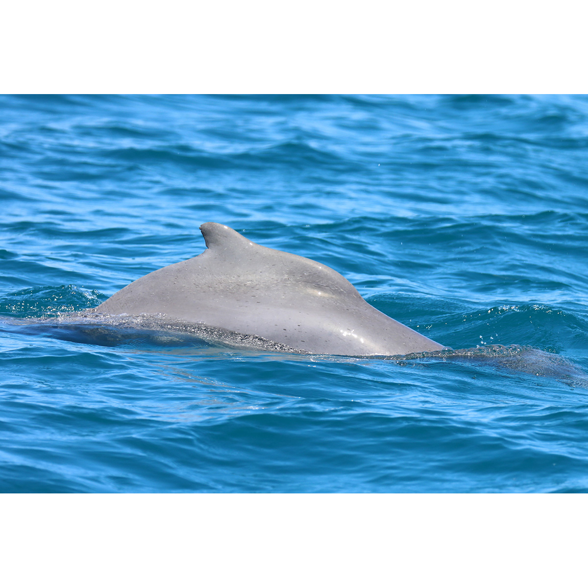 Свинцовый дельфин (Sousa plumbea) Фото №5