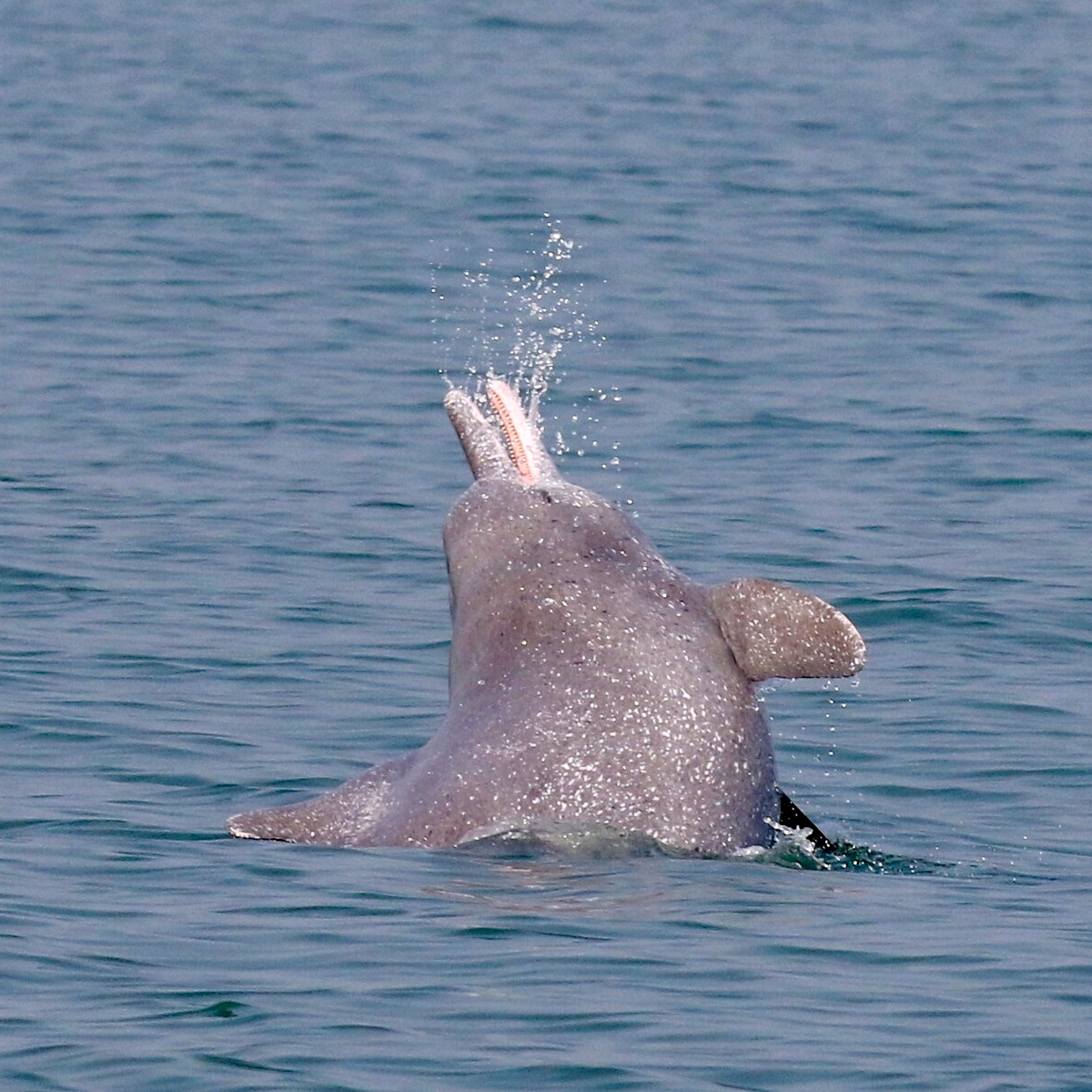 Свинцовый дельфин (Sousa plumbea) Фото №6