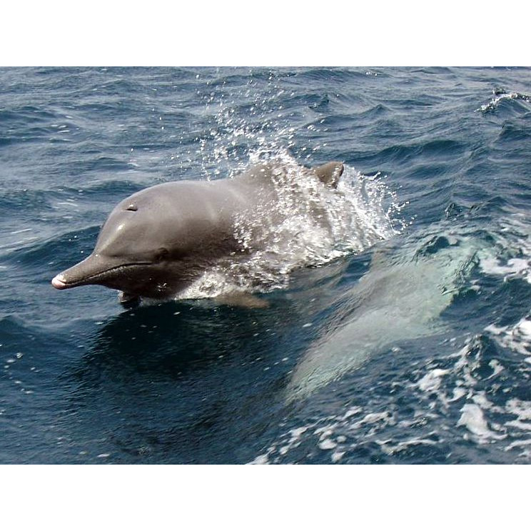 Свинцовый дельфин (Sousa plumbea) Фото №7