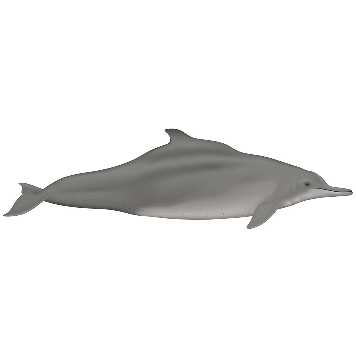Свинцовый дельфин (Sousa plumbea) Фото №1
