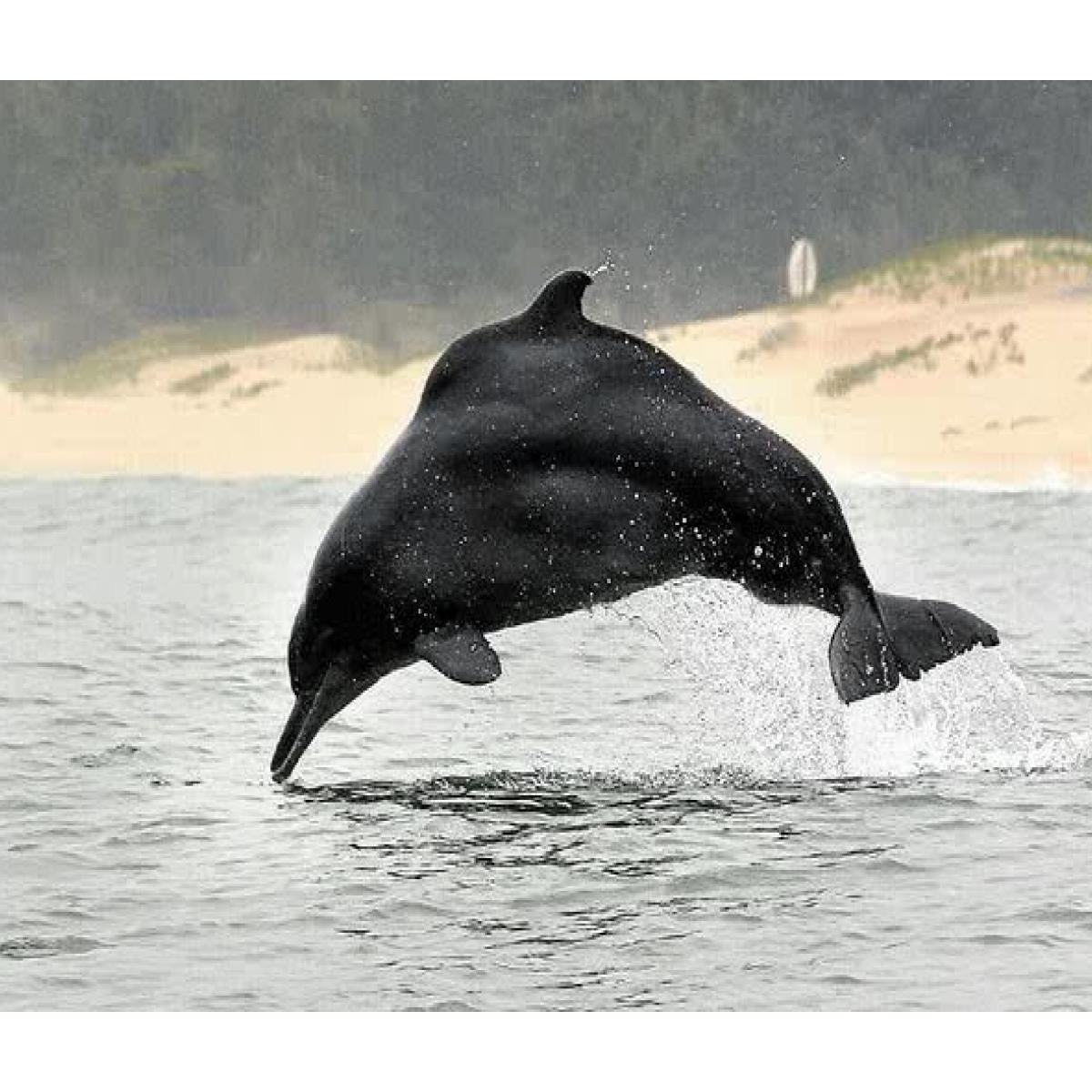 Западноафриканский дельфин (Sousa teuszii) Фото №2