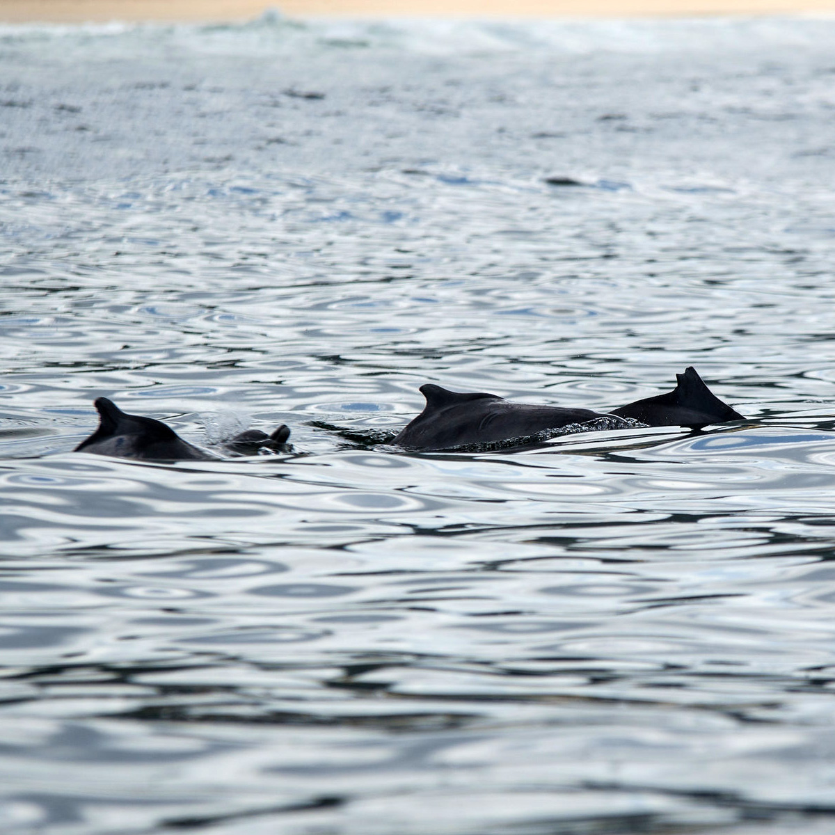 Западноафриканский дельфин (Sousa teuszii) Фото №5