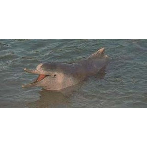 Западноафриканский дельфин (Sousa teuszii) Фото №6