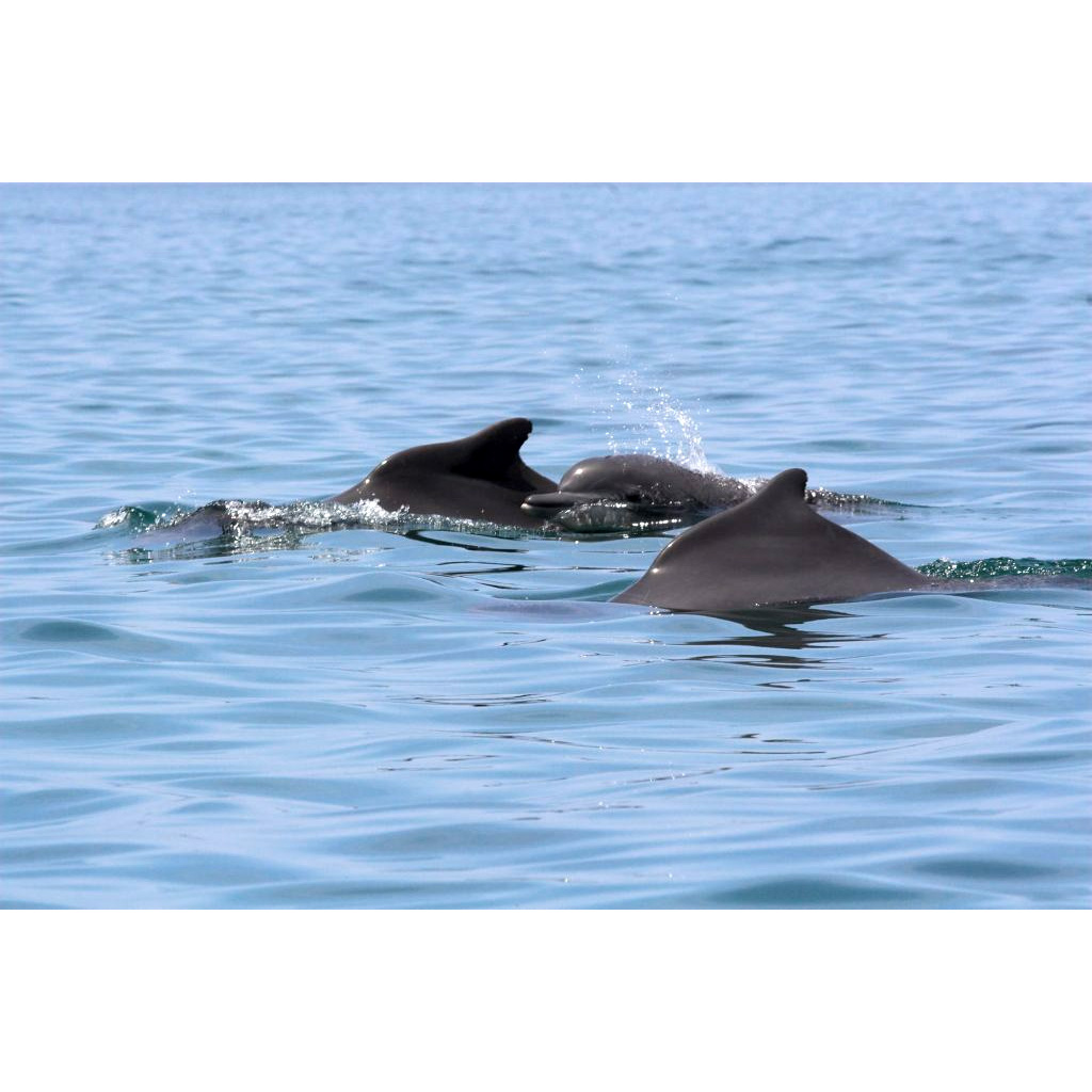 Западноафриканский дельфин (Sousa teuszii) Фото №7