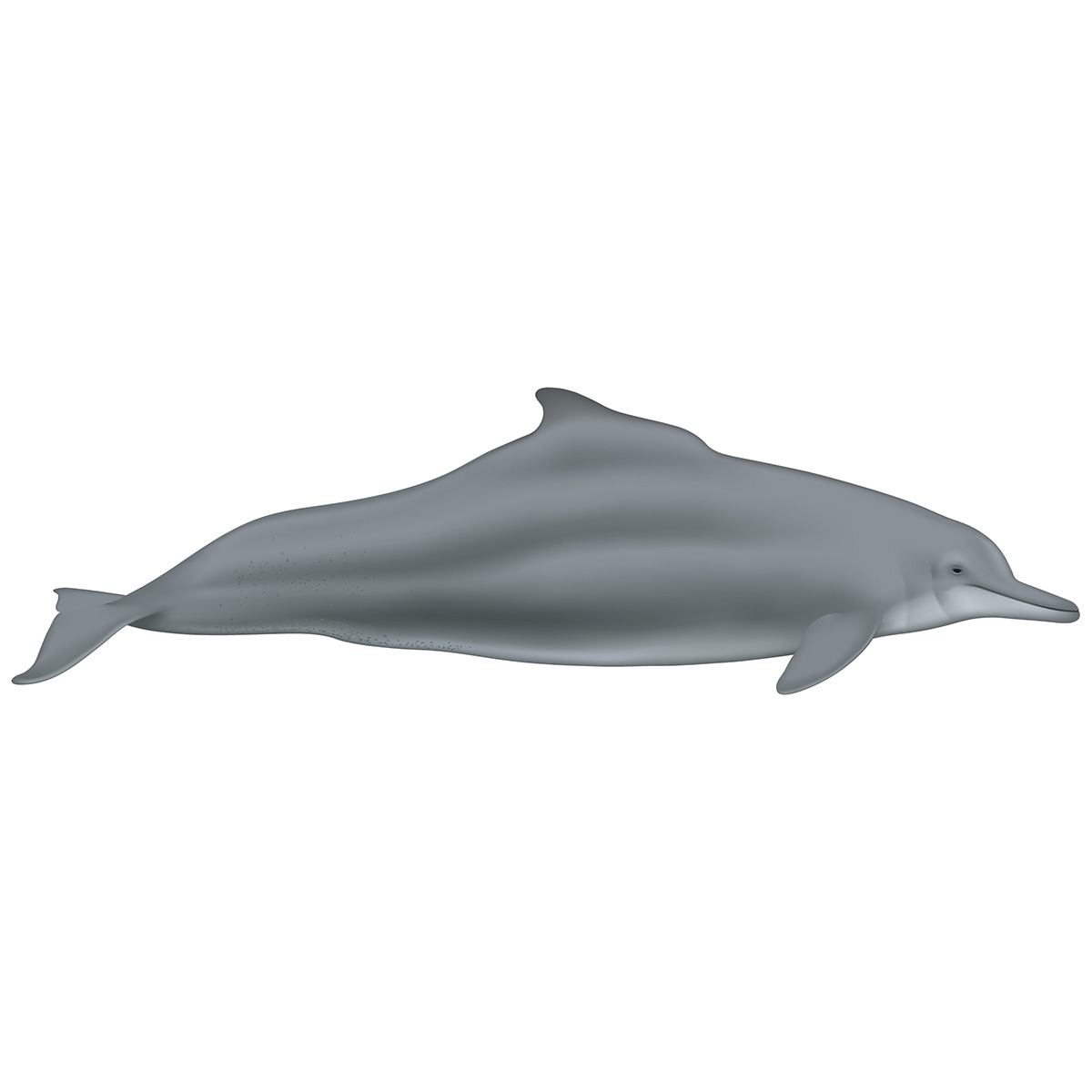 Западноафриканский дельфин (Sousa teuszii) Фото №1