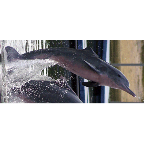 Род Горбатые дельфины  фото