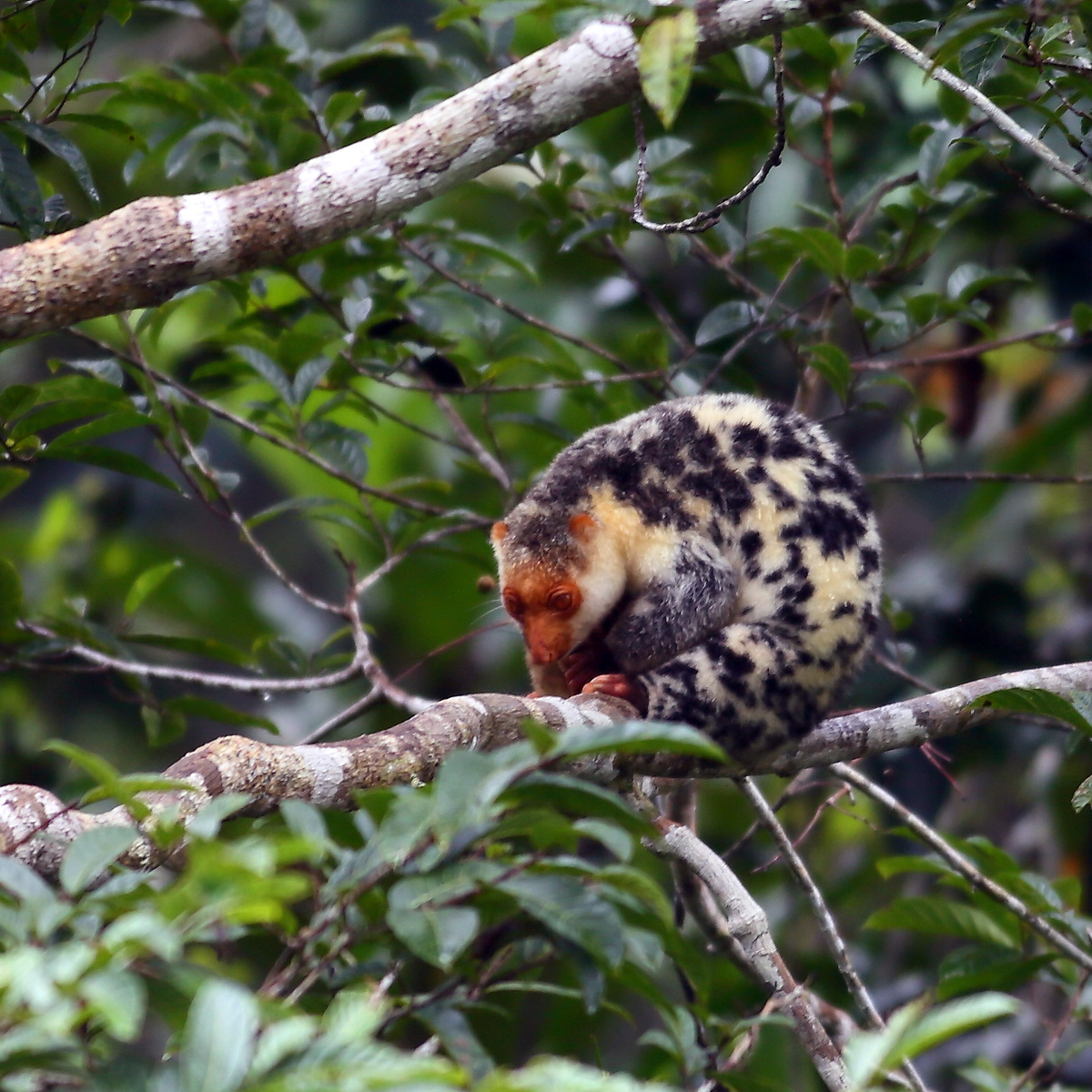 Папуасский Кускус (Spilocuscus papuensis) Фото №7