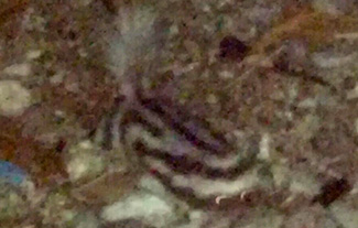 Spilogale pygmaea australis