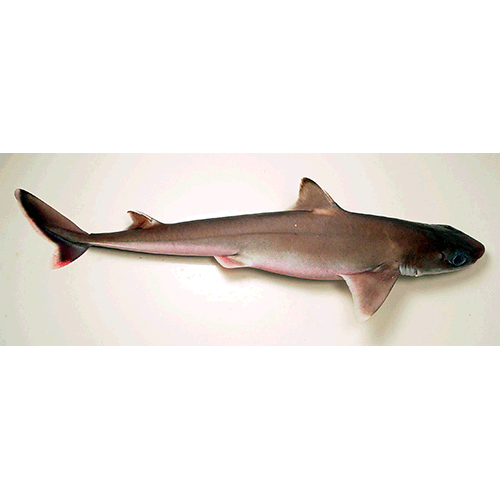 Семейство Катрановые акулы / Колючие акулы / Пряморотые акулы  фото