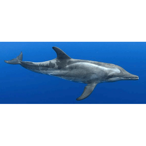 Род Крупнозубые дельфины  фото