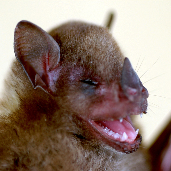 Angel's yellow-shouldered bat (Sturnira angeli) Фото №2