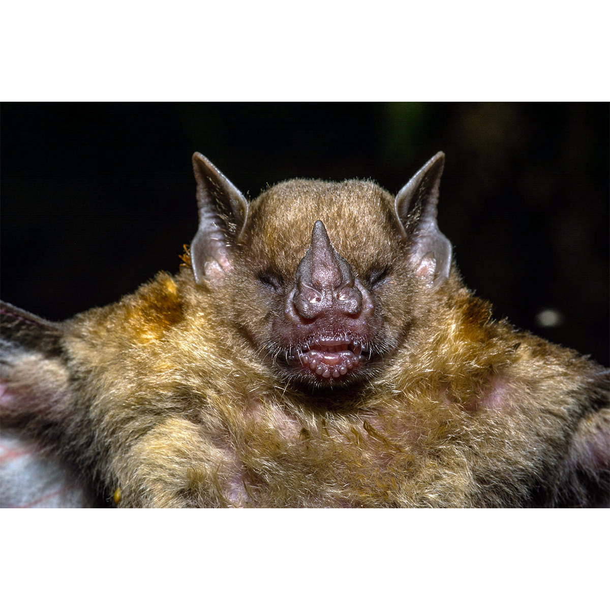 Baker's Yellow Shouldered Bat (Sturnira bakeri) Фото №2