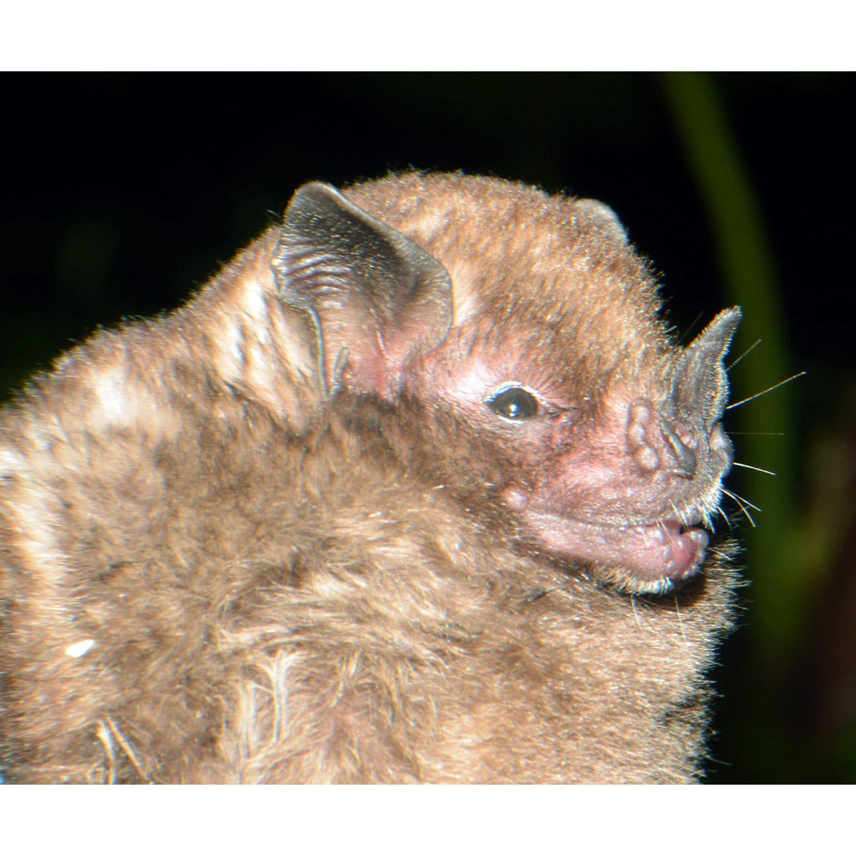 Tschudi's Yellow Shouldered Bat (Sturnira oporaphilum) Фото №10
