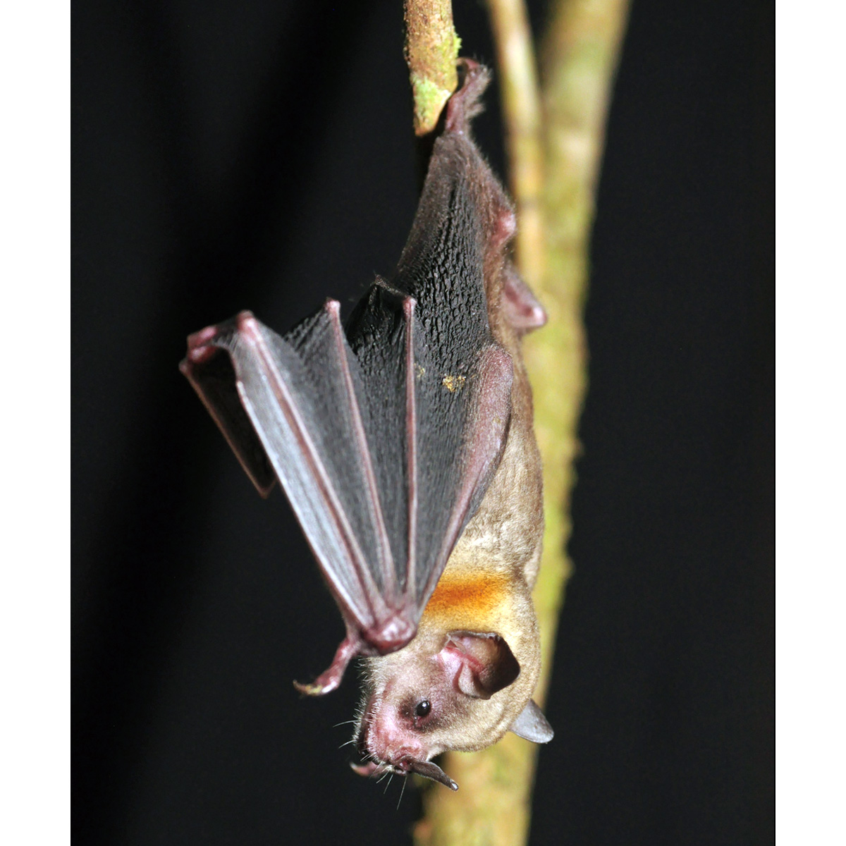 Tschudi's Yellow Shouldered Bat (Sturnira oporaphilum) Фото №2