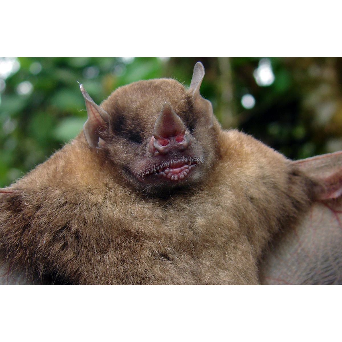 Tschudi's Yellow Shouldered Bat (Sturnira oporaphilum) Фото №3