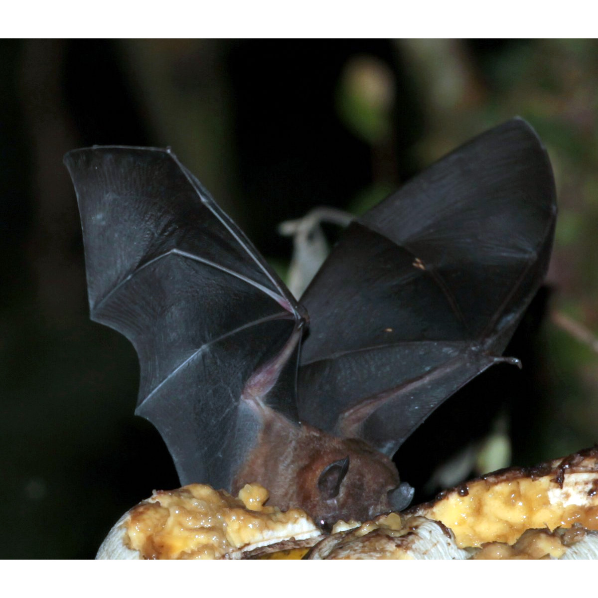Tschudi's Yellow Shouldered Bat (Sturnira oporaphilum) Фото №4