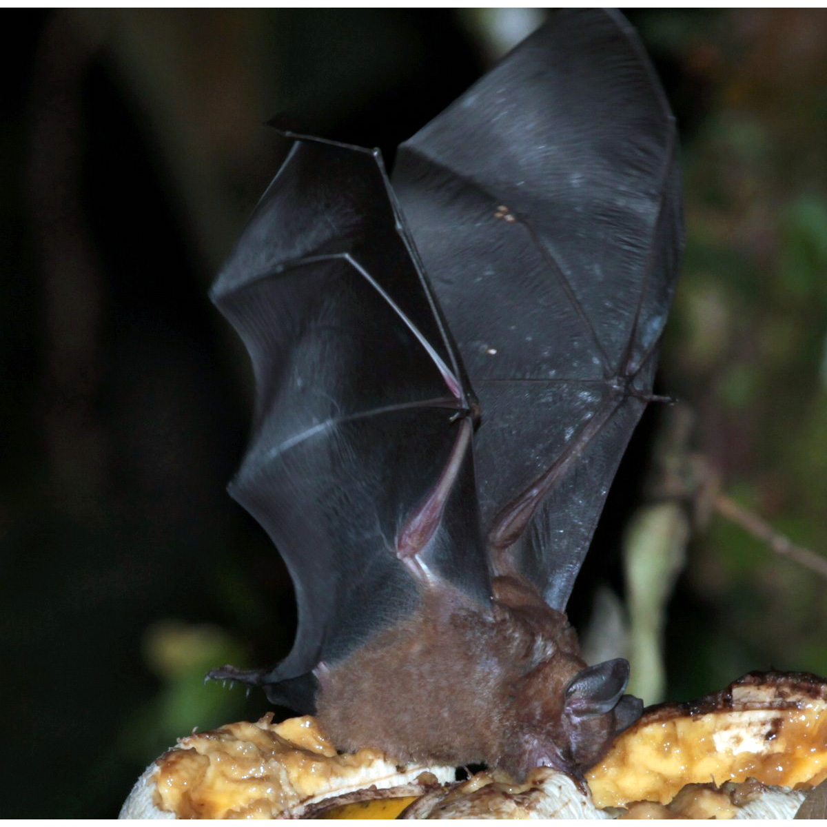 Tschudi's Yellow Shouldered Bat (Sturnira oporaphilum) Фото №5