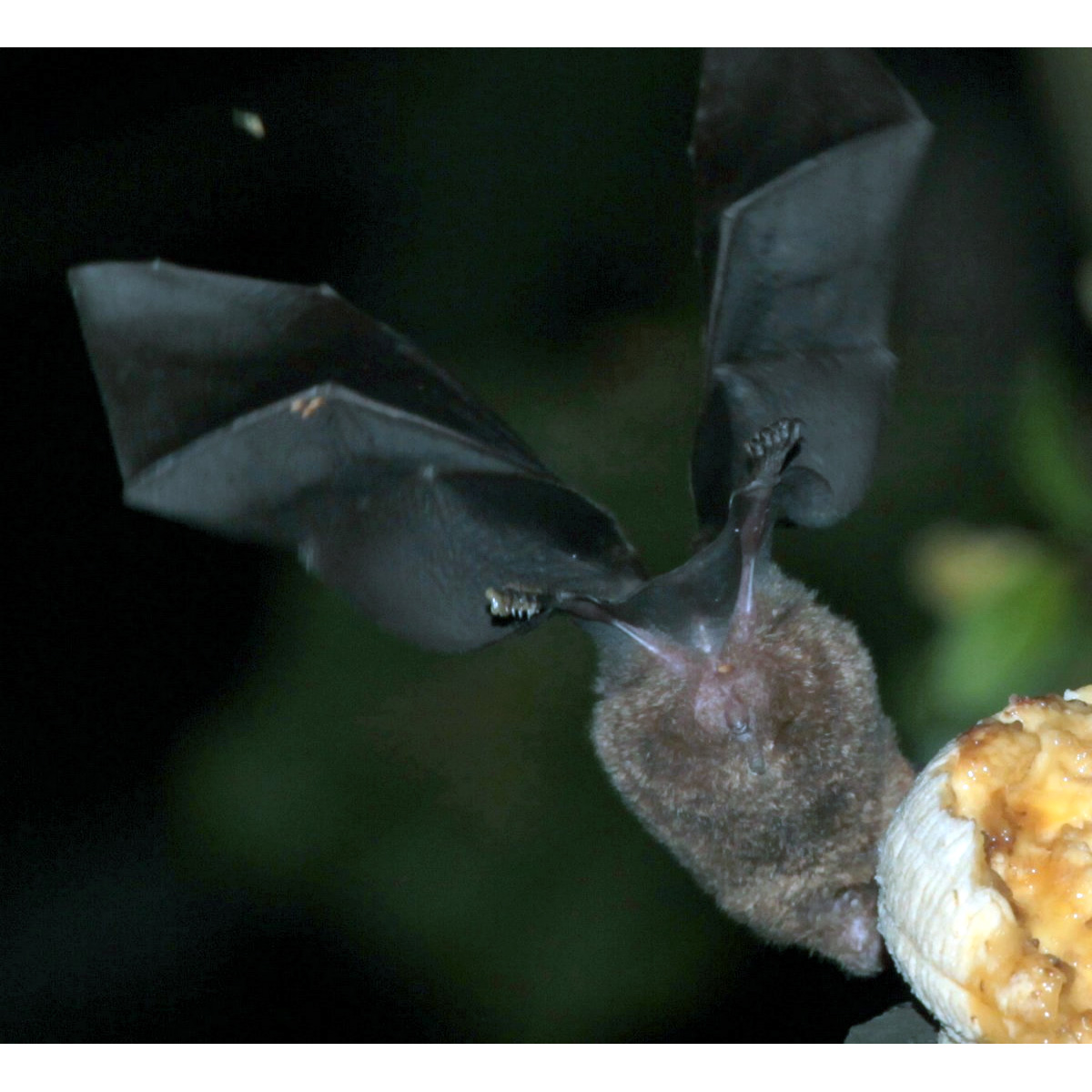 Tschudi's Yellow Shouldered Bat (Sturnira oporaphilum) Фото №6