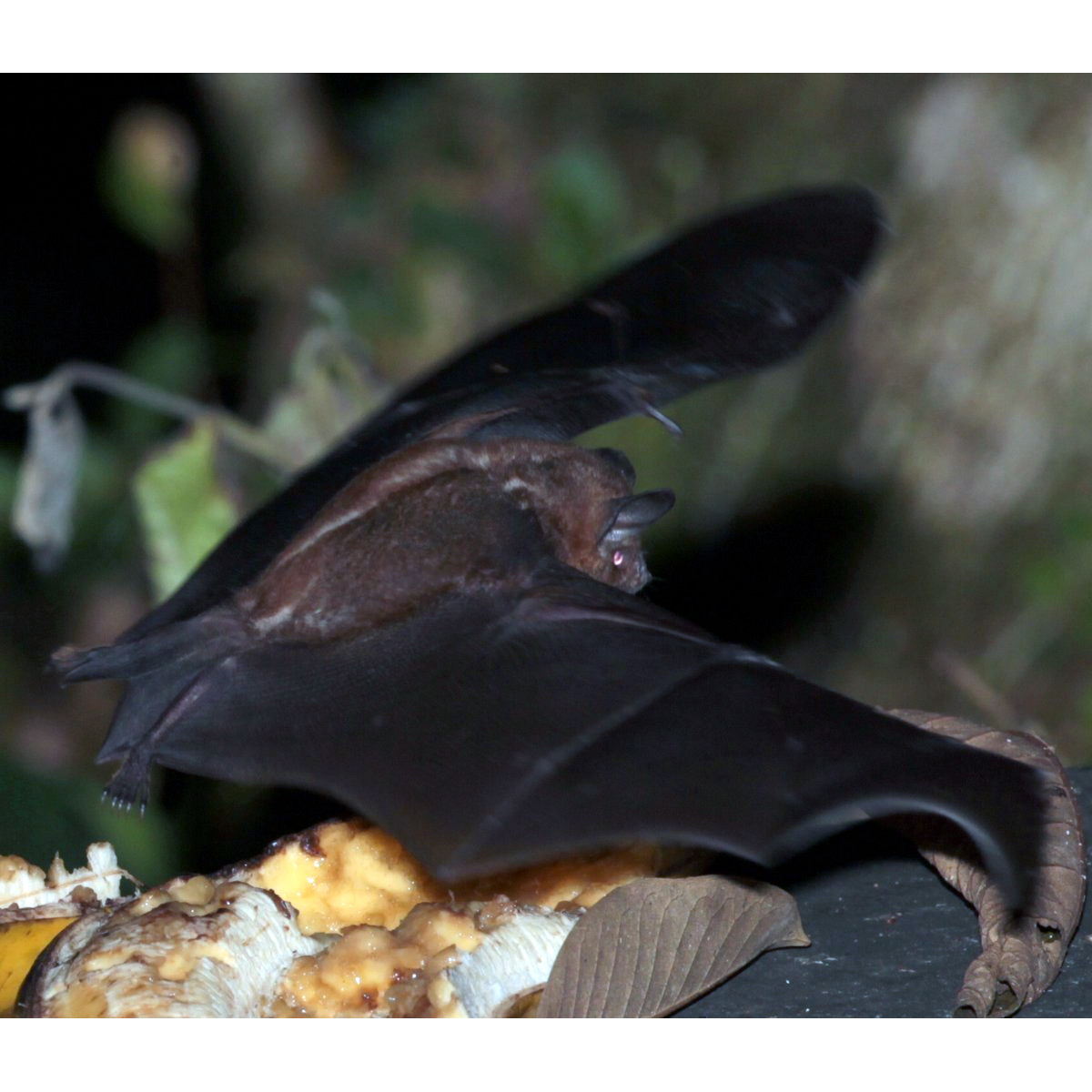 Tschudi's Yellow Shouldered Bat (Sturnira oporaphilum) Фото №7