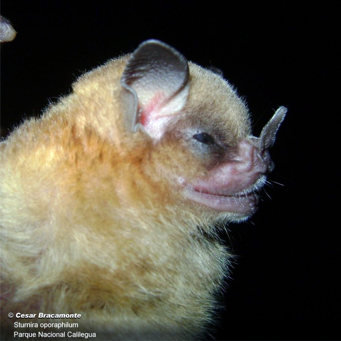 Tschudi's Yellow Shouldered Bat (Sturnira oporaphilum) Фото №8