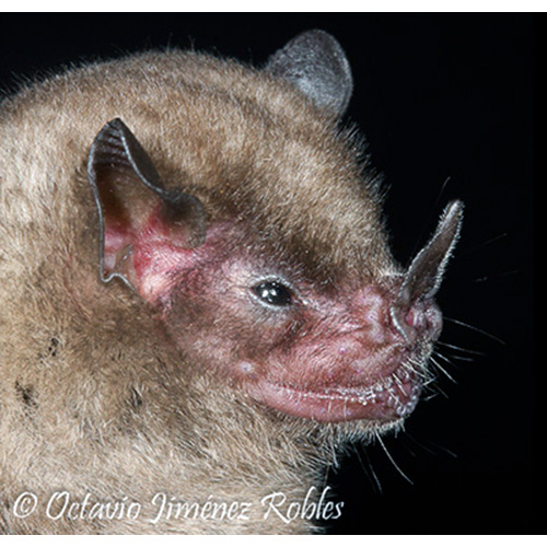 Tschudi's Yellow Shouldered Bat (Sturnira oporaphilum) Фото №9