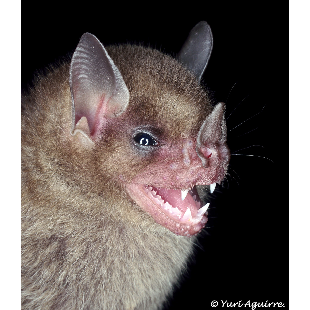 Little Yellow-shouldered Bat (Sturnira parvidens) Фото №10