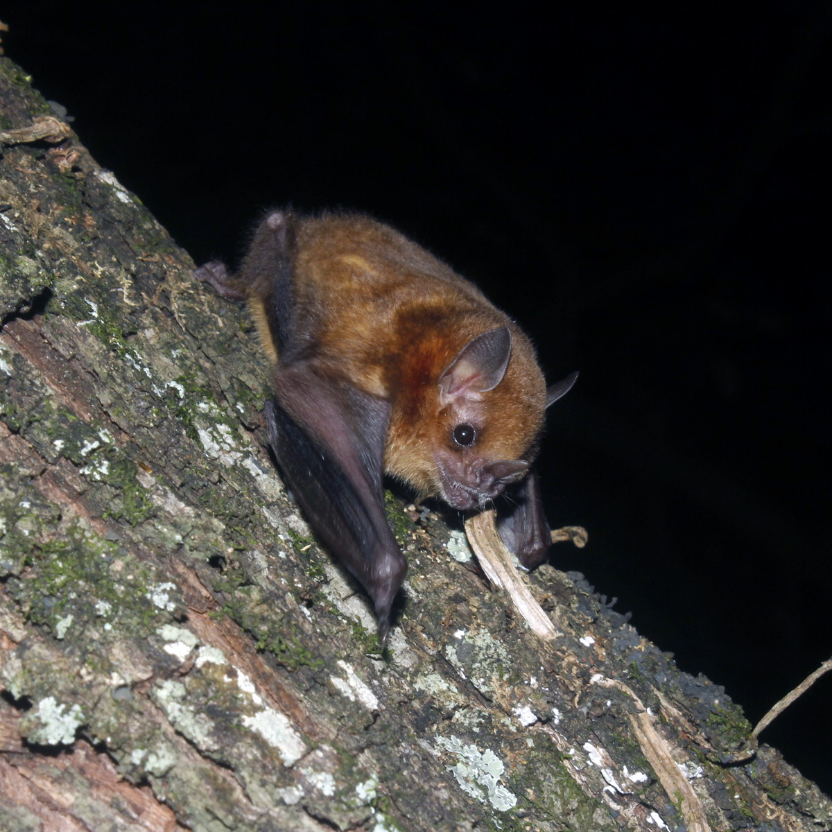 Little Yellow-shouldered Bat (Sturnira parvidens) Фото №2