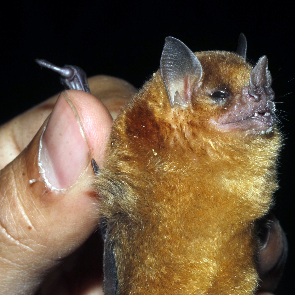 Little Yellow-shouldered Bat (Sturnira parvidens) Фото №3