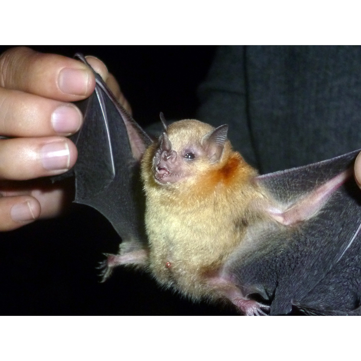 Little Yellow-shouldered Bat (Sturnira parvidens) Фото №4