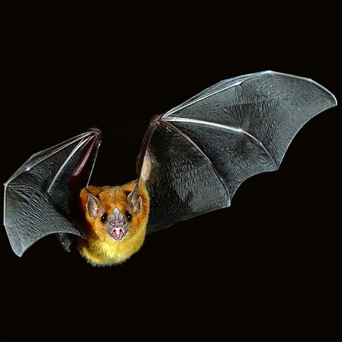 Little Yellow-shouldered Bat (Sturnira parvidens) Фото №6
