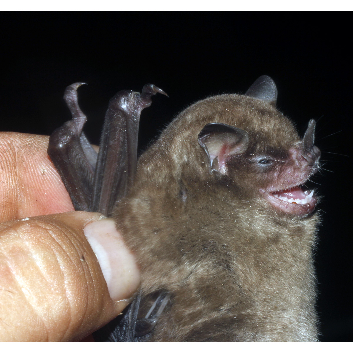 Little Yellow-shouldered Bat (Sturnira parvidens) Фото №7