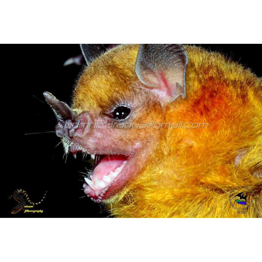 Little Yellow-shouldered Bat (Sturnira parvidens) Фото №8