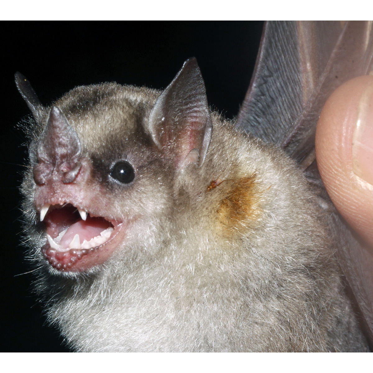 Little Yellow-shouldered Bat (Sturnira parvidens) Фото №9