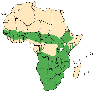 Sylvicapra grimmia Ареал обитания на карте