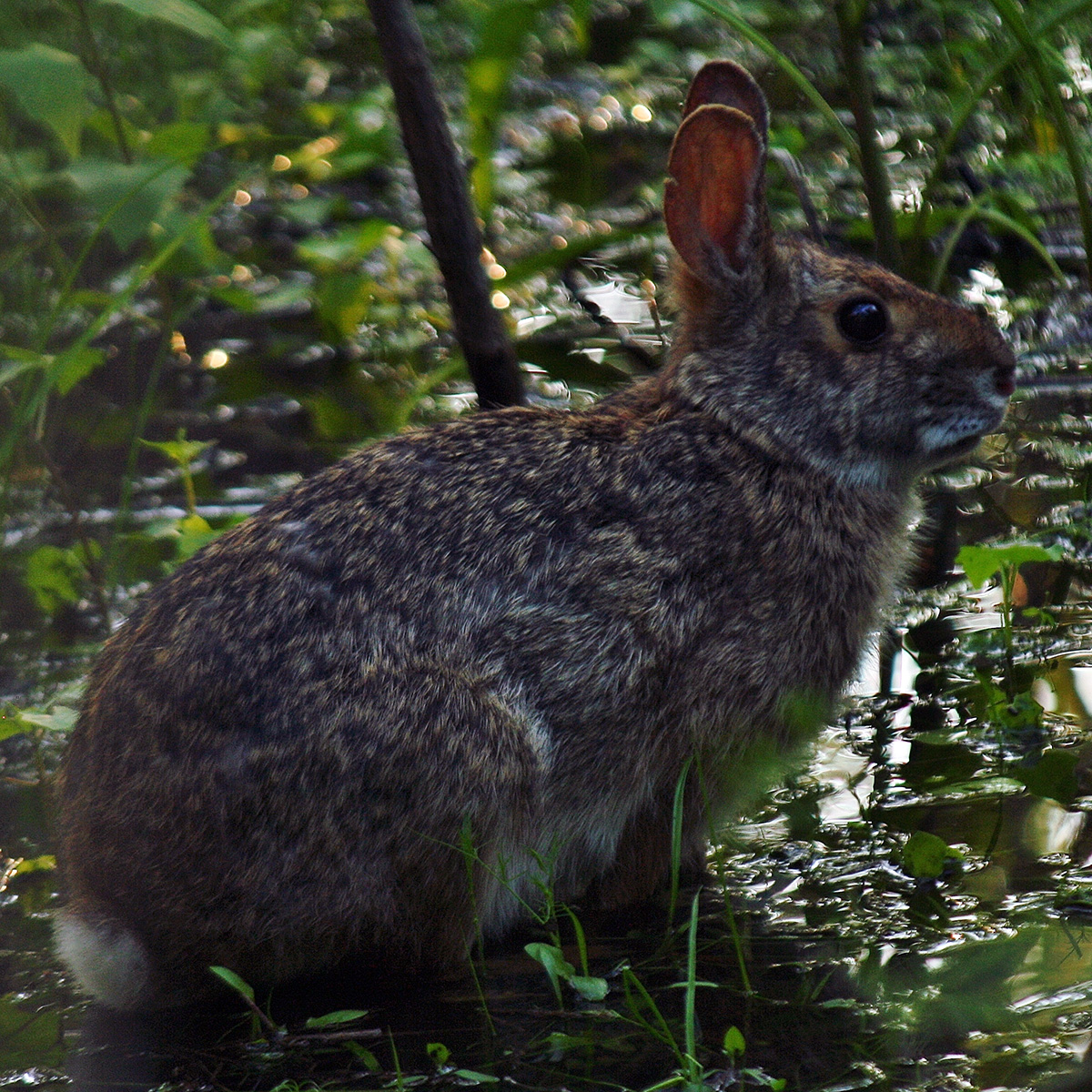 Водяной кролик (Sylvilagus aquaticus) Фото №3