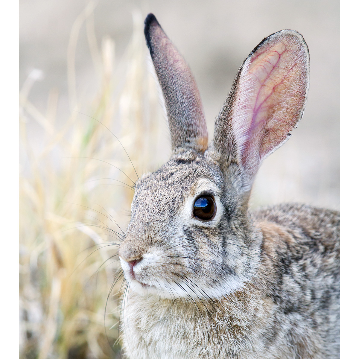 Степной кролик (Sylvilagus audubonii) Фото №10