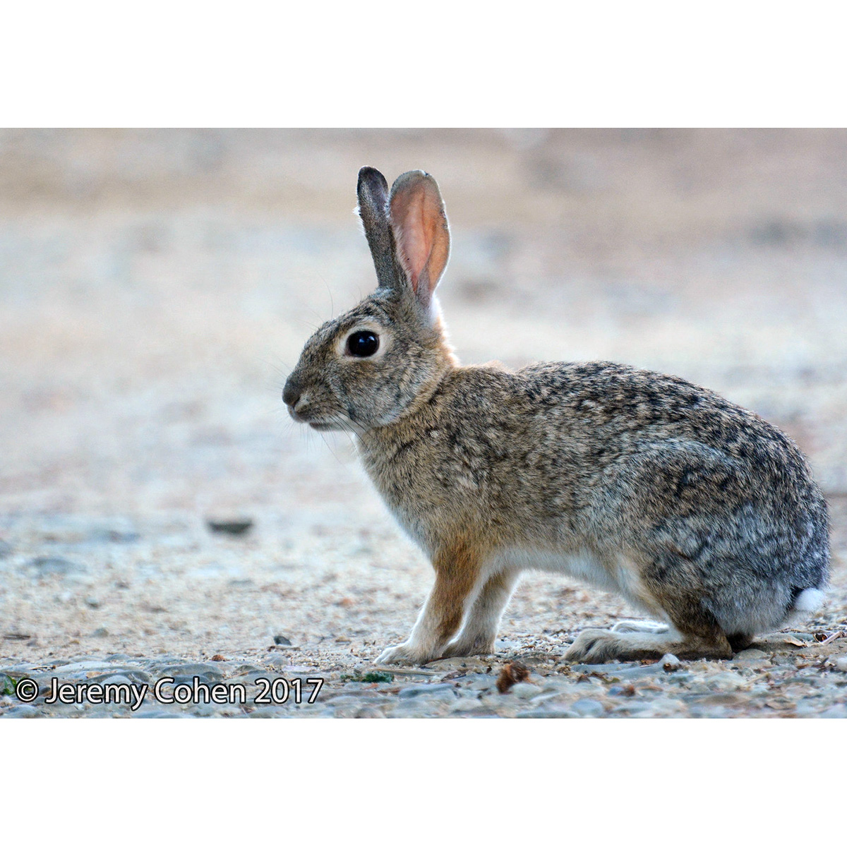 Степной кролик (Sylvilagus audubonii) Фото №2