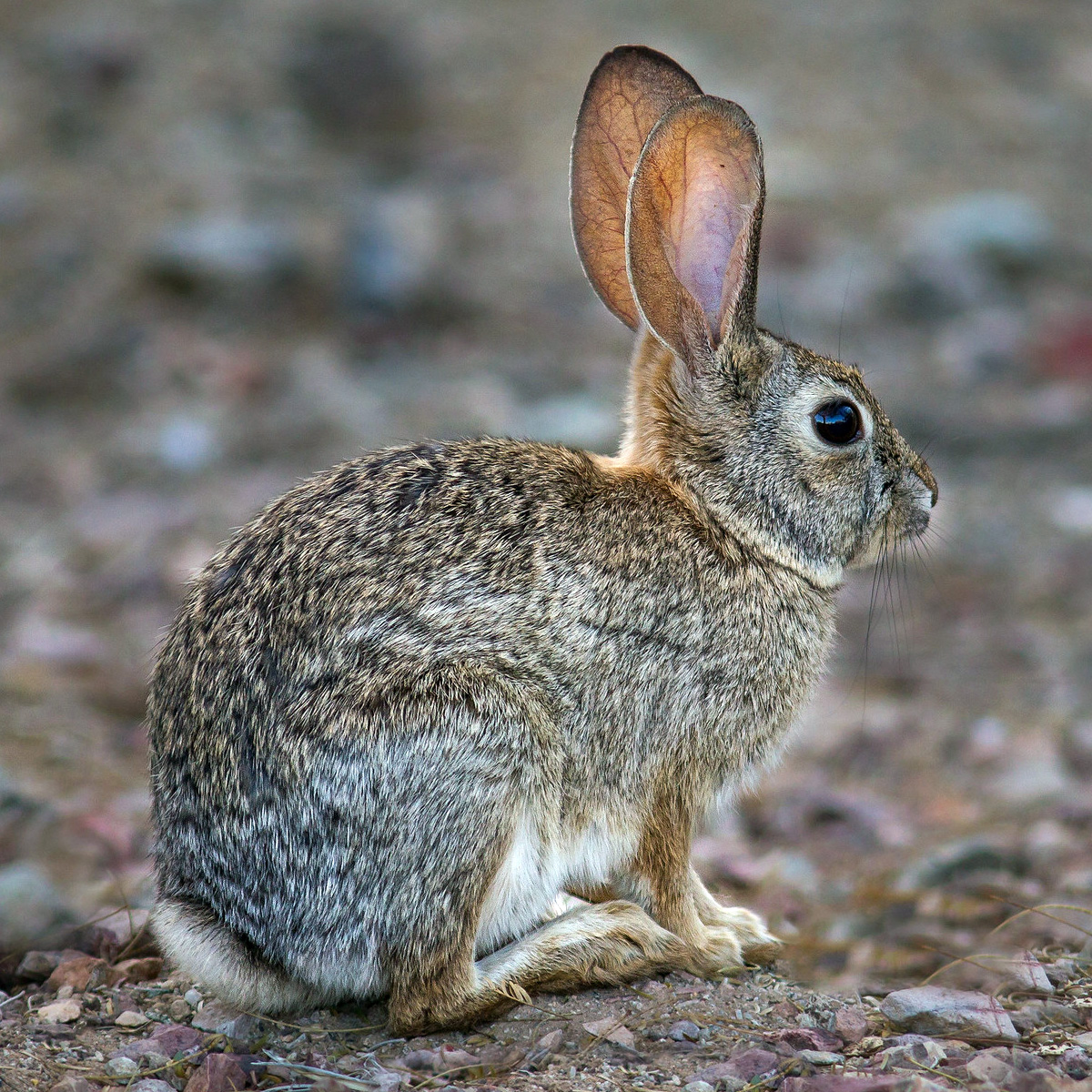 Степной кролик (Sylvilagus audubonii) Фото №3