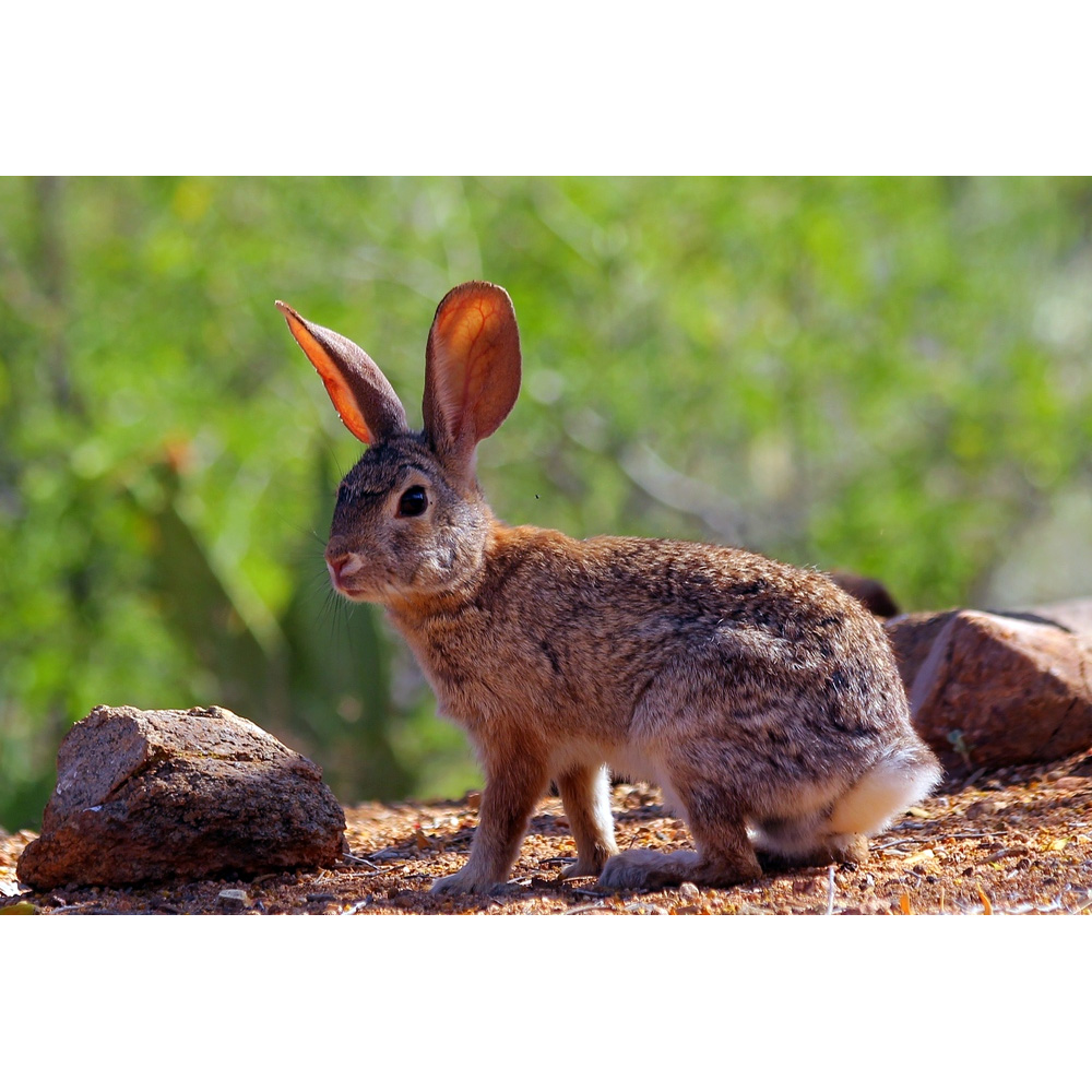 Степной кролик (Sylvilagus audubonii) Фото №4