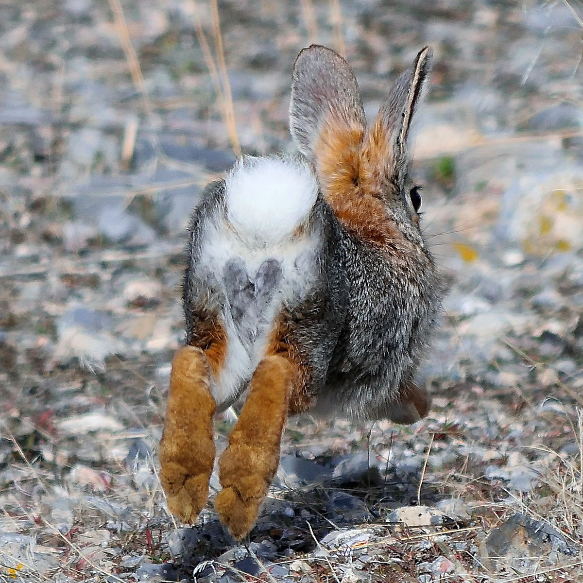 Степной кролик (Sylvilagus audubonii) Фото №5