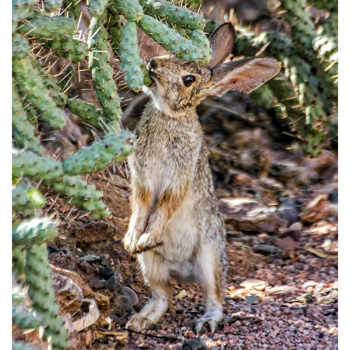 Степной кролик (Sylvilagus audubonii) Фото №6