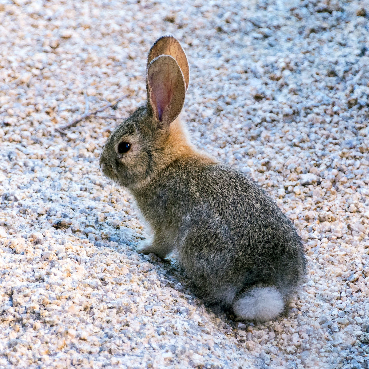 Степной кролик (Sylvilagus audubonii) Фото №9