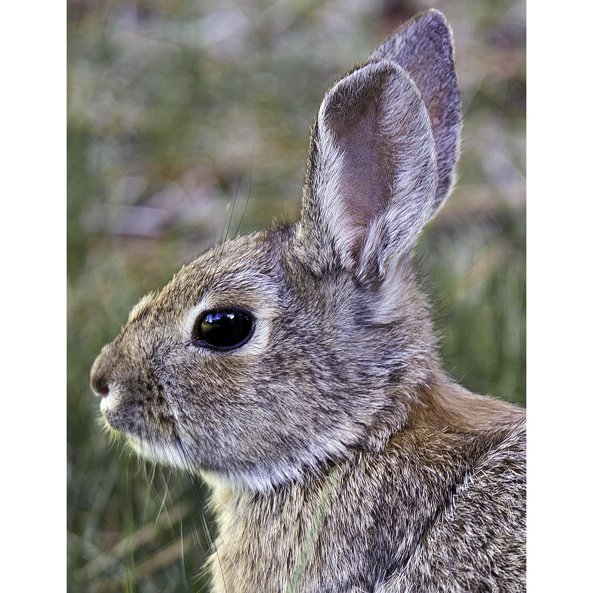 Калифорнийский кролик (Sylvilagus bachmani) Фото №10