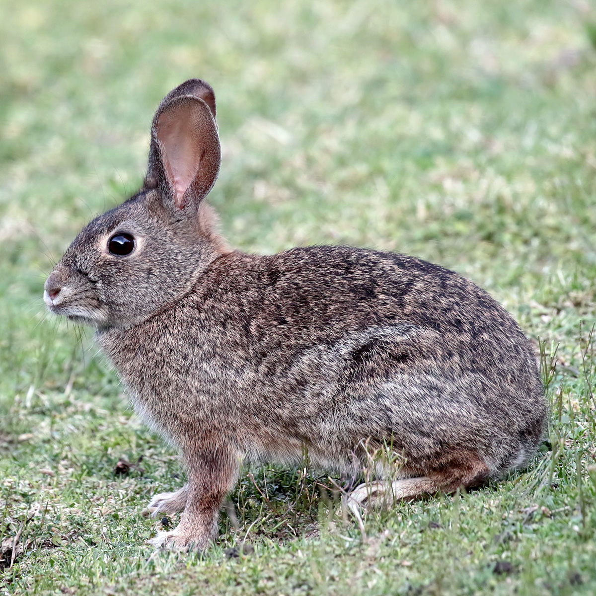 Калифорнийский кролик (Sylvilagus bachmani) Фото №2