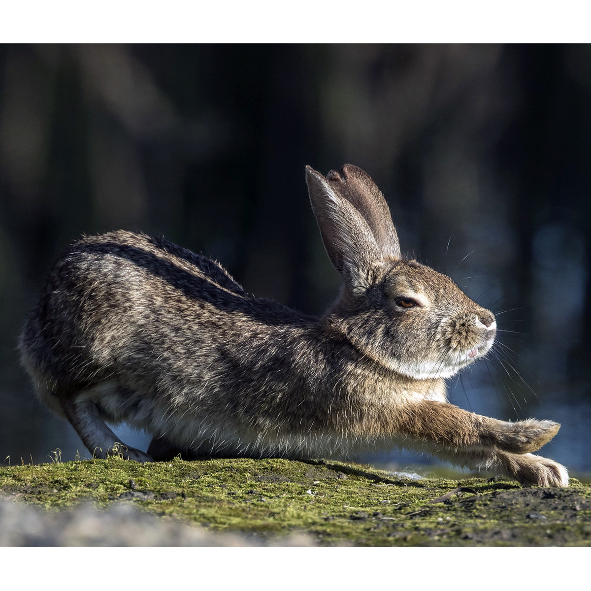 Калифорнийский кролик (Sylvilagus bachmani) Фото №3