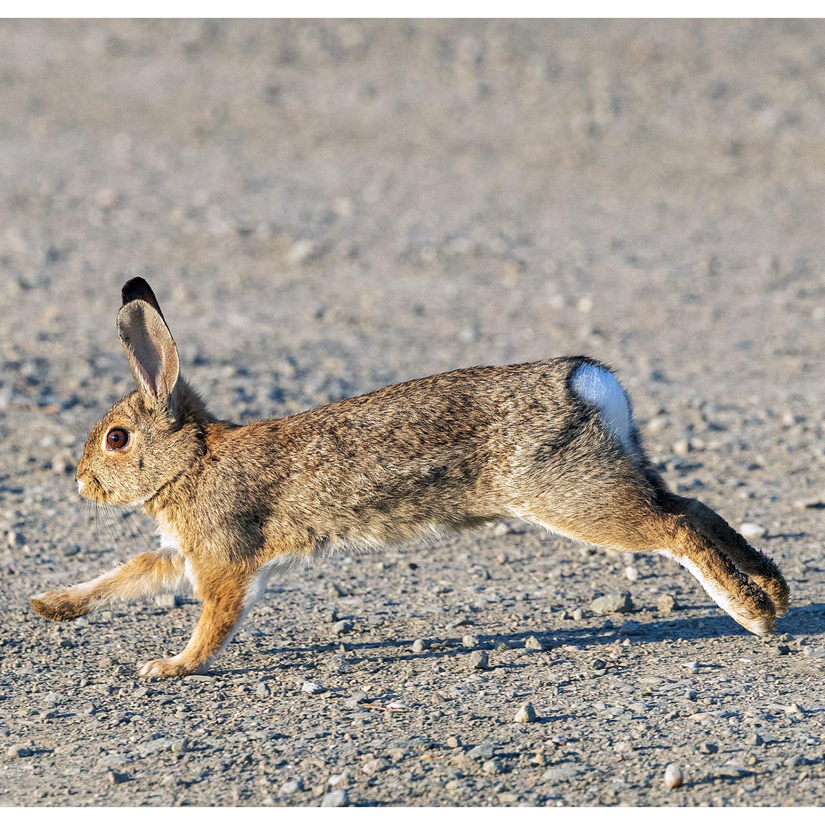 Калифорнийский кролик (Sylvilagus bachmani) Фото №4
