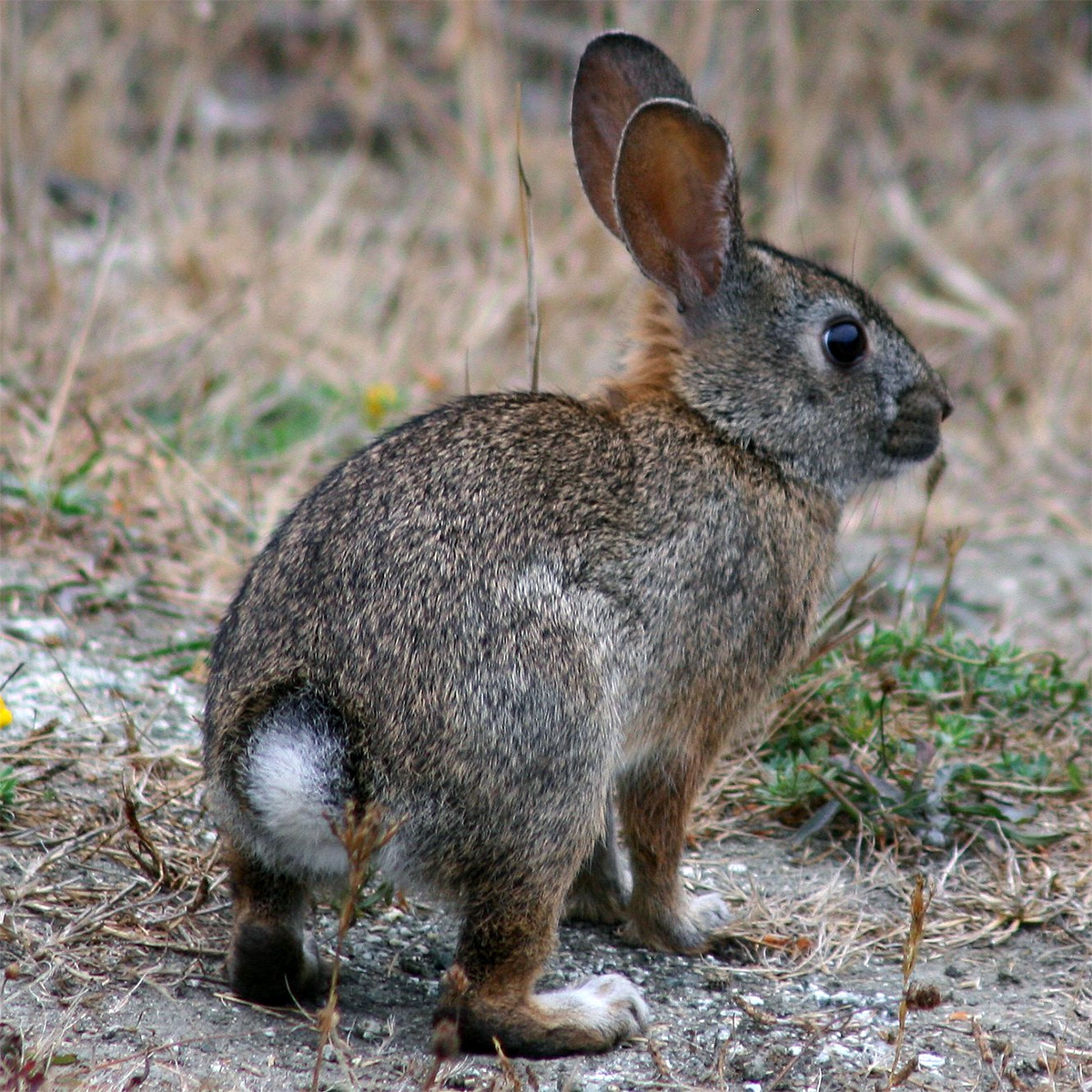 Калифорнийский кролик (Sylvilagus bachmani) Фото №5